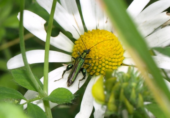 Oedemera nobilis (mâle)