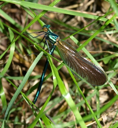 Calopteryx virgo (mâle immature)