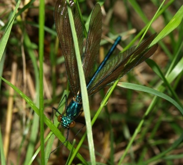 Calopteryx virgo (mâle immature)