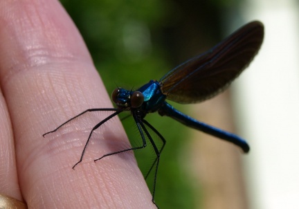 Calopteryx virgo (mâle immature)