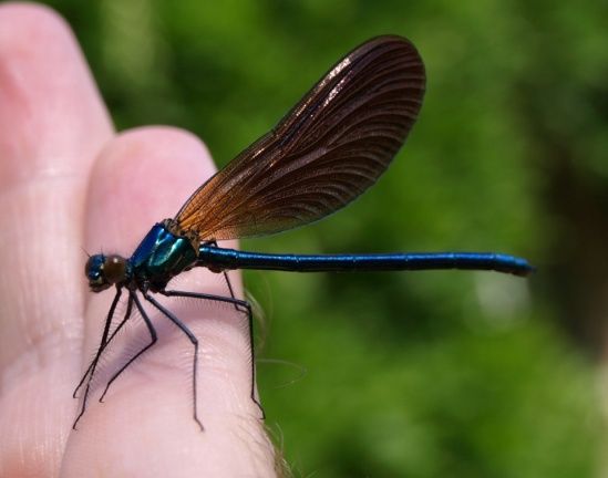 Calopteryx virgo (mâle immature)
