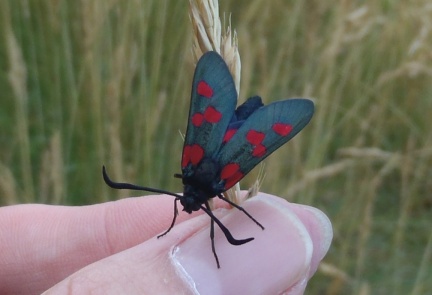 Zygaena trifolii sous-espèce subsyracusia