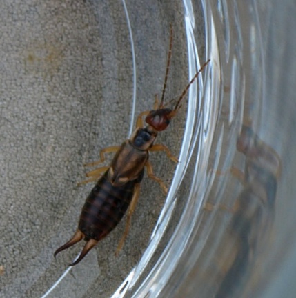 Forficula auricularia (mâle)