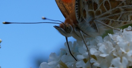 Vanessa cardui