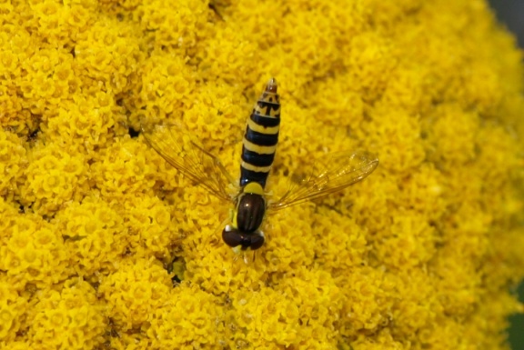 Sphaerophoria scripta (femelle)