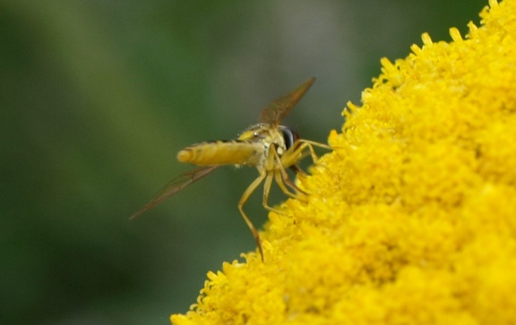Sphaerophoria scripta (femelle)