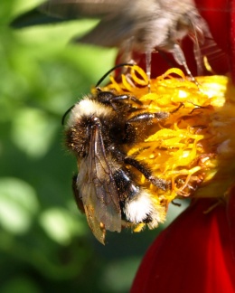 Bombus (Psithyrus) sylvestris