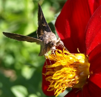 Autographa gamma