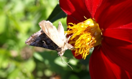 Autographa gamma