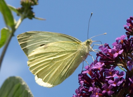 Pieris brassicae