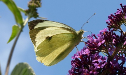 Pieris brassicae