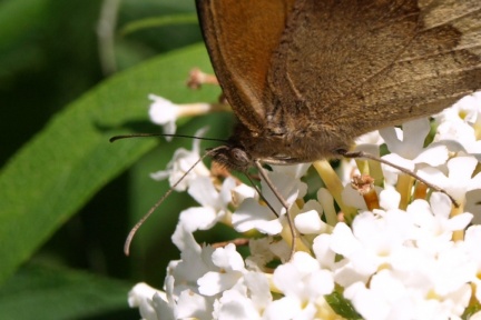 Maniola jurtina