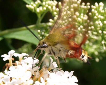 Hemaris fuciformis