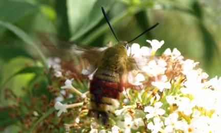 Hemaris fuciformis