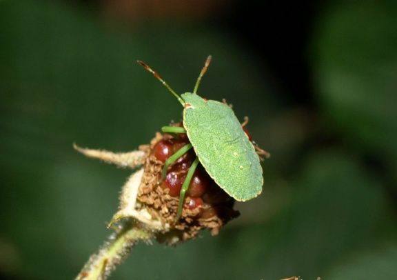 Palomena prasina (larve)