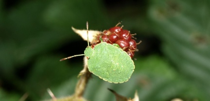 Palomena prasina (larve)