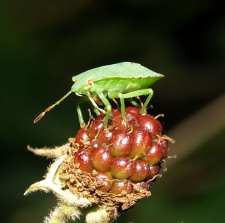 Palomena prasina (larve)