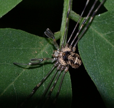 Dicranopalpus ramosus (femelle)