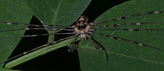 Dicranopalpus ramosus (femelle)