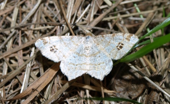 Macaria notata