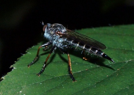 Neomochtherus geniculatus (Asilidae)