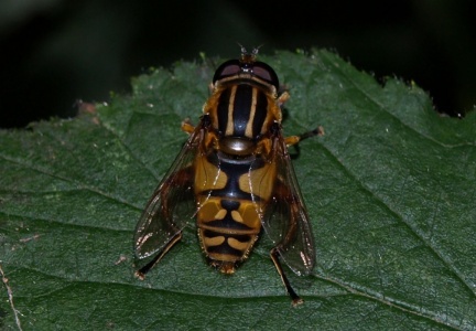Helophilus pendulus (mâle)