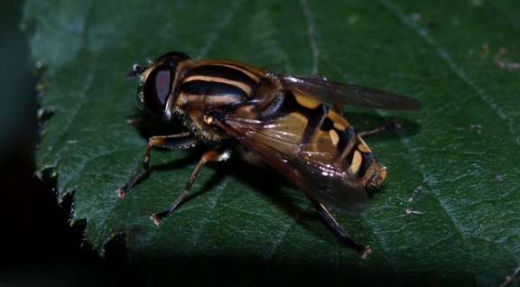 Helophilus pendulus (mâle)