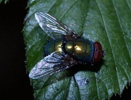 Lucilia sp. (mâle)