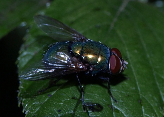 Lucilia sp. (mâle)