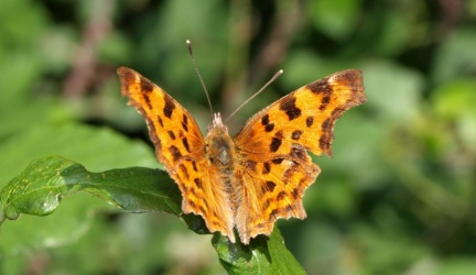 Polygonia c-album