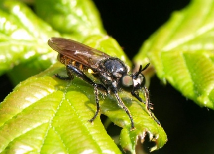 Choerades femorata (Asilidae)