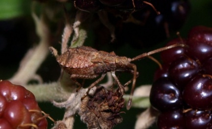 Coreus marginatus (juvénile)