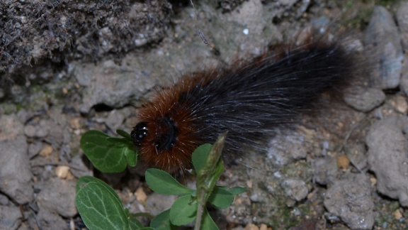 Arctia caja (chenille)