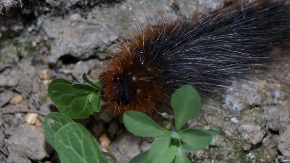 Arctia caja (chenille)