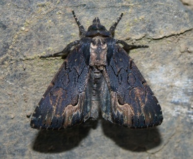Dypterygia scabriuscula