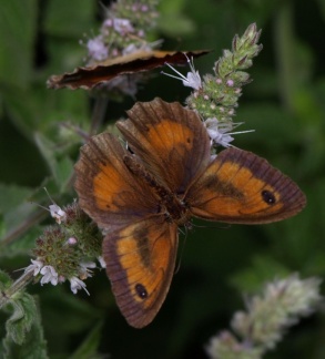 Pyronia tithonus (mâle)