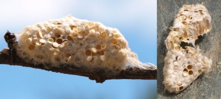 Microgastrinae (cocon)