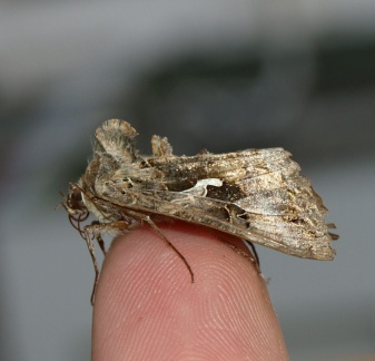 Autographa gamma