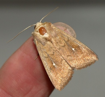 Mythimna albipuncta