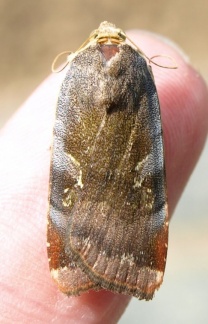 Noctua sp. janthe/janthina