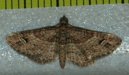 Gymnoscelis rufifasciata