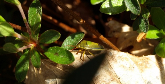 Palomena prasina