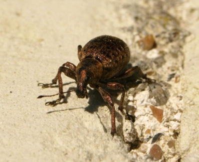 Liophloeus tessulatus