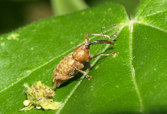 Curculio glandium (mâle)