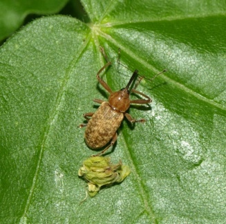 Curculio glandium (mâle)