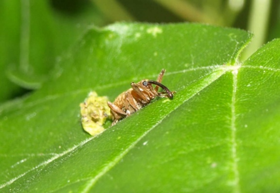 Curculio glandium (mâle)
