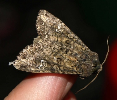 Mamestra brassicae