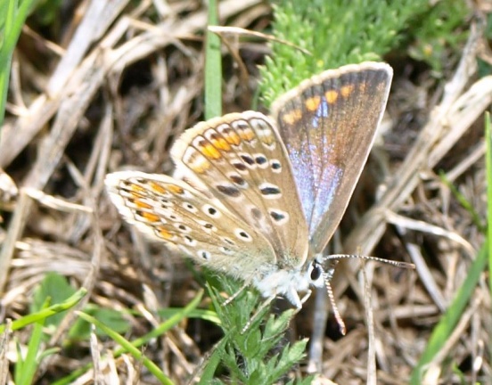 Polyommatus icarus (femelle)