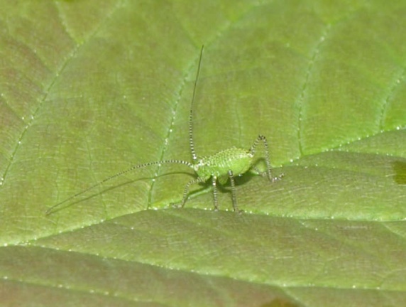 Phaneropteridae