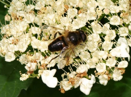 Eristalis tenax